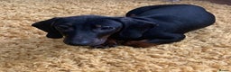 Miniature Dachshund dogs for sale: Miniature Dachshund  - Advert 1