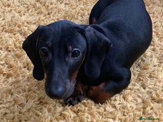 Miniature Dachshund dogs Miniature Dachshund - Advert 6