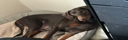 Dobermann dogs for sale: Dobermann puppies due in 2 weeks  - Advert 2