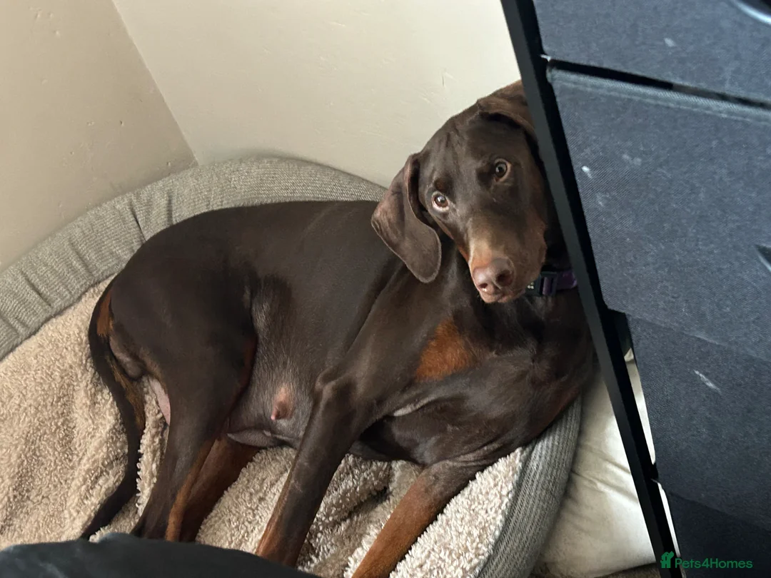 Dobermann dogs for sale: Dobermann puppies due in 2 weeks  - Advert 2