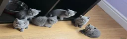 British Shorthair cats for sale: Gorgeous blue, British shorthair kittens  - Advert 15