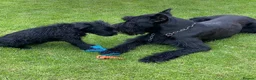 Giant Schnauzer dogs for sale: outstanding Giant Schnauzer puppies. in Barnet - Advert 4