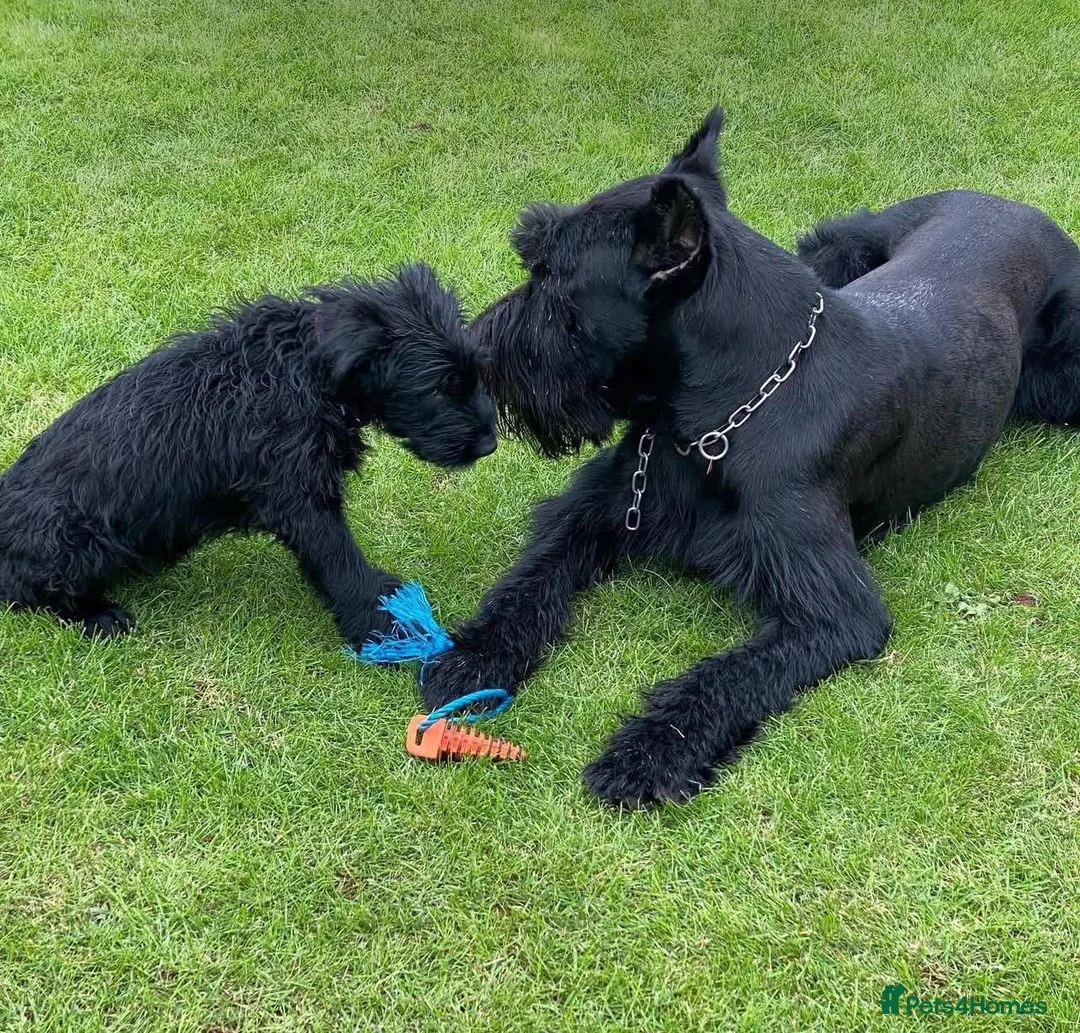 Giant Schnauzer dogs for sale: outstanding Giant Schnauzer puppies. in Barnet - Advert 4