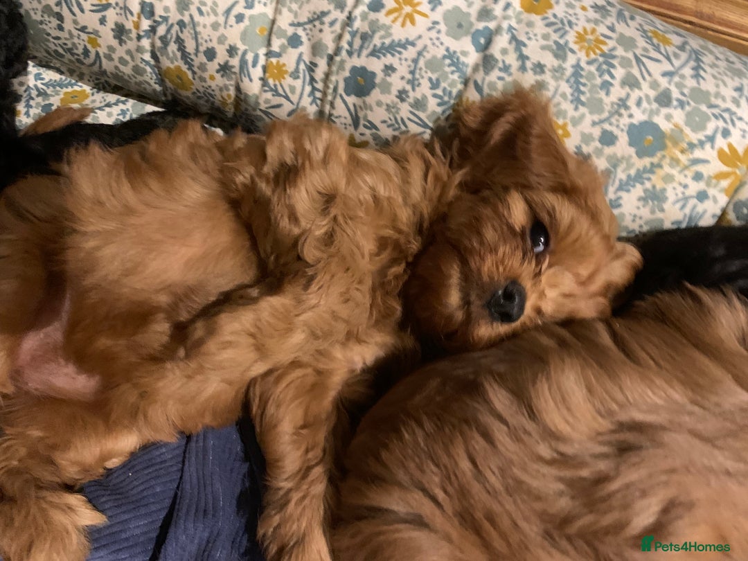 Cavapoo dogs for sale: Stunning premium F1 Cavapoo babies 🥰 - Image 17