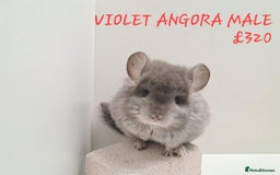 Chinchilla rodents for sale: STUNNING BABIES CHINCHILLA MIX COLOURS AND GENDER  - Image 8