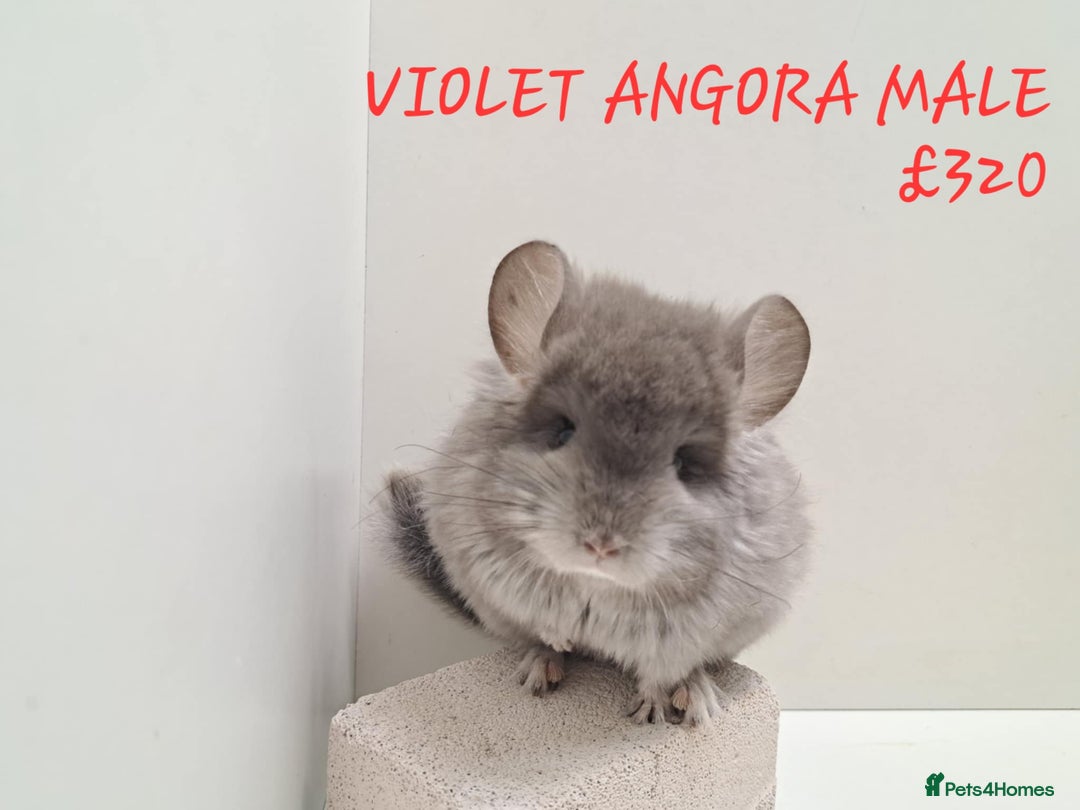Chinchilla rodents for sale: STUNNING BABIES CHINCHILLA MIX COLOURS AND GENDER  - Image 8