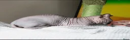 Sphynx cats for stud: Health Tested, Champion Bambino for stud - Advert 8