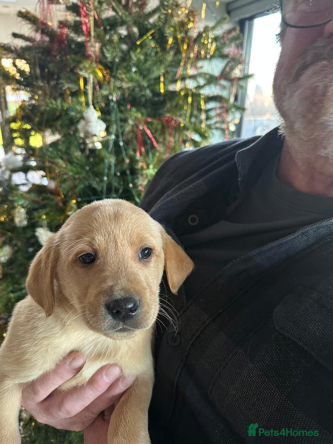 Labrador Retriever dogs for sale: 7 week old fantastic labrador pups  - Advert 20
