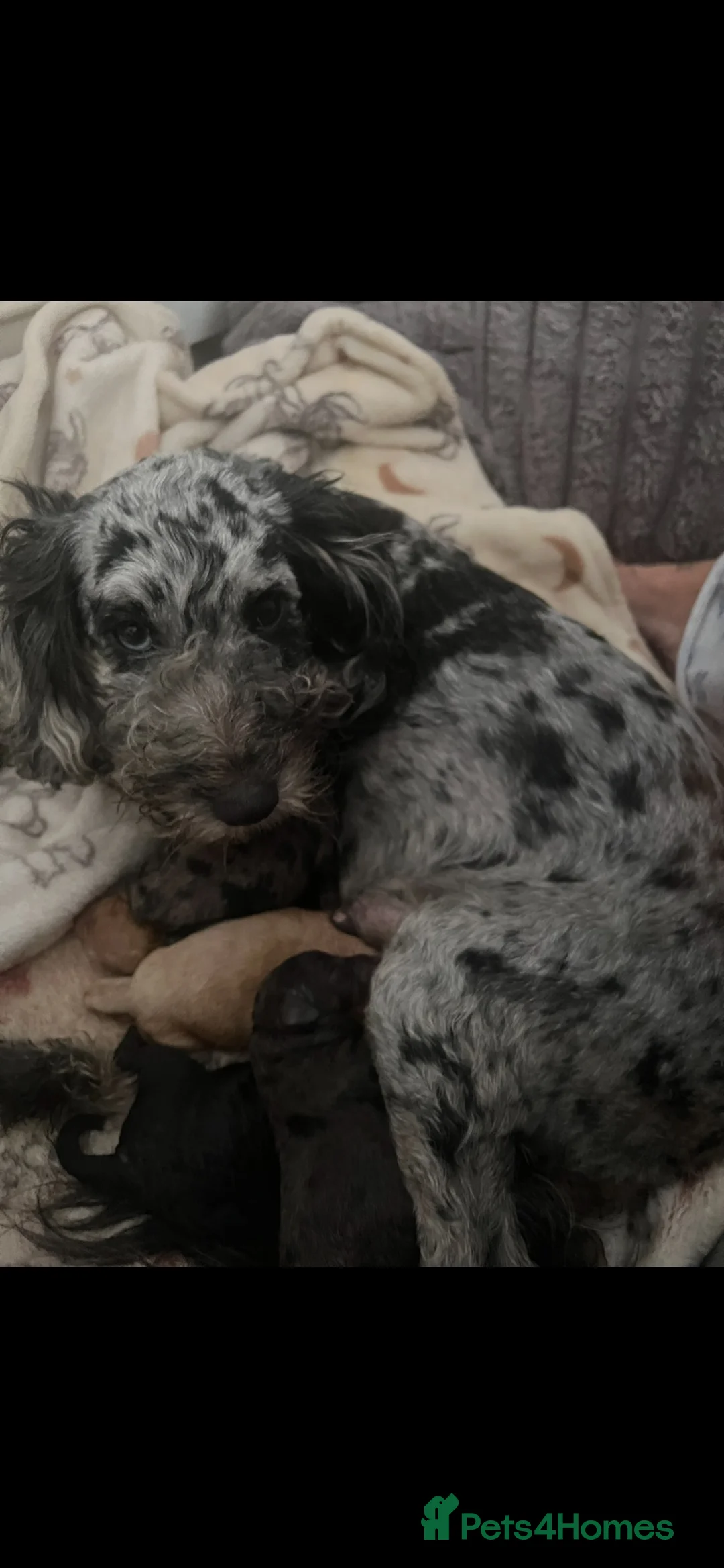 Cockapoo dogs for sale: Toy F1B cockapoos  - Advert 2