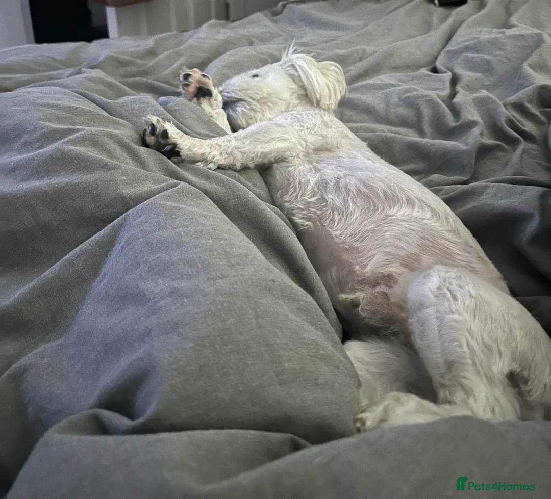 Maltese dogs for sale: Maltese Boy for Sale (4 years old) - Advert 2