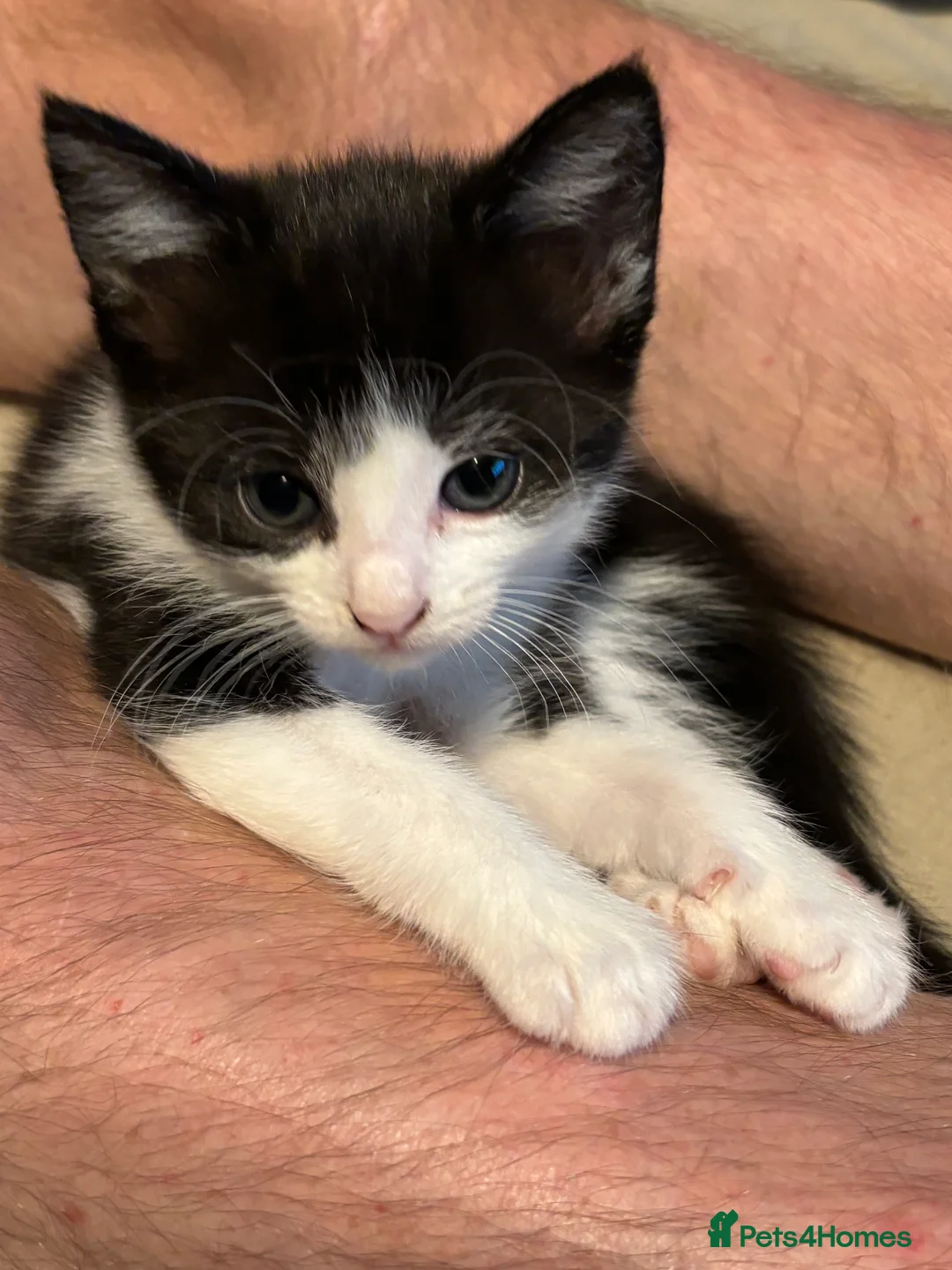 Mixed Breed cats for sale: 4 beautiful kittens looking for there forever home - Advert 2