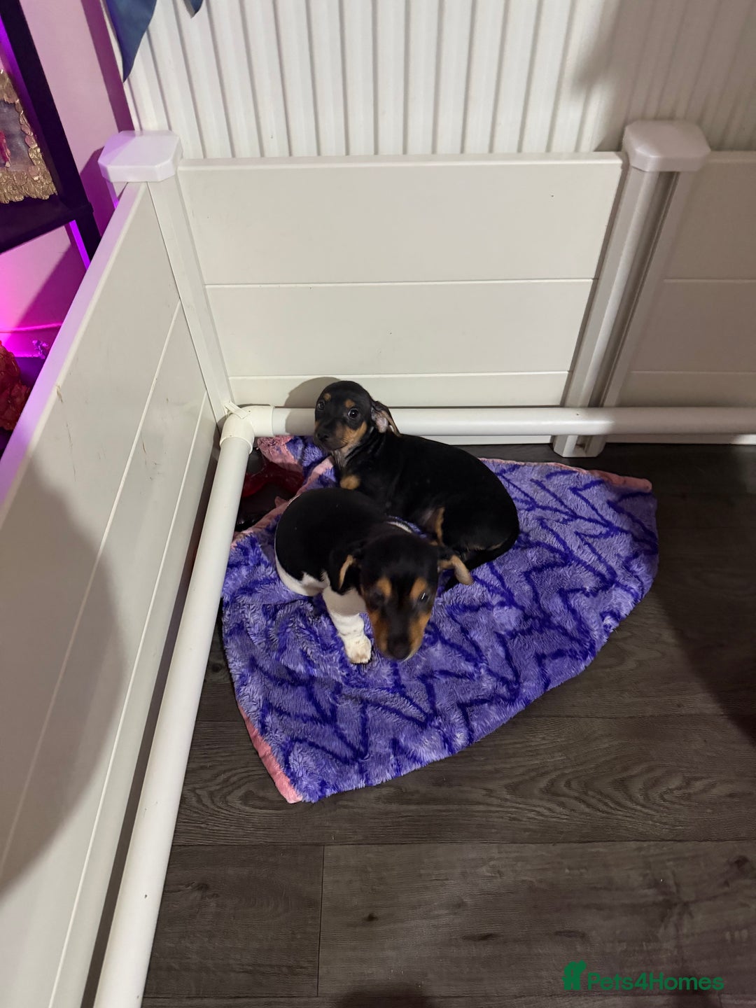 Jack Russell dogs for sale: 2 Jack Russell Puppies READY TO GO - Advert 8