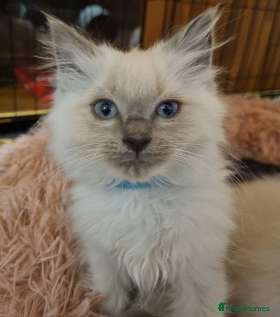 Ragdoll cats for sale: Top quality pure-bred Rag-dolls sweeties - Image 3