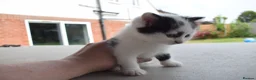 Mixed Breed cats for sale: 3 of the fluffiest, friendliest kittens for sale! - Advert 15