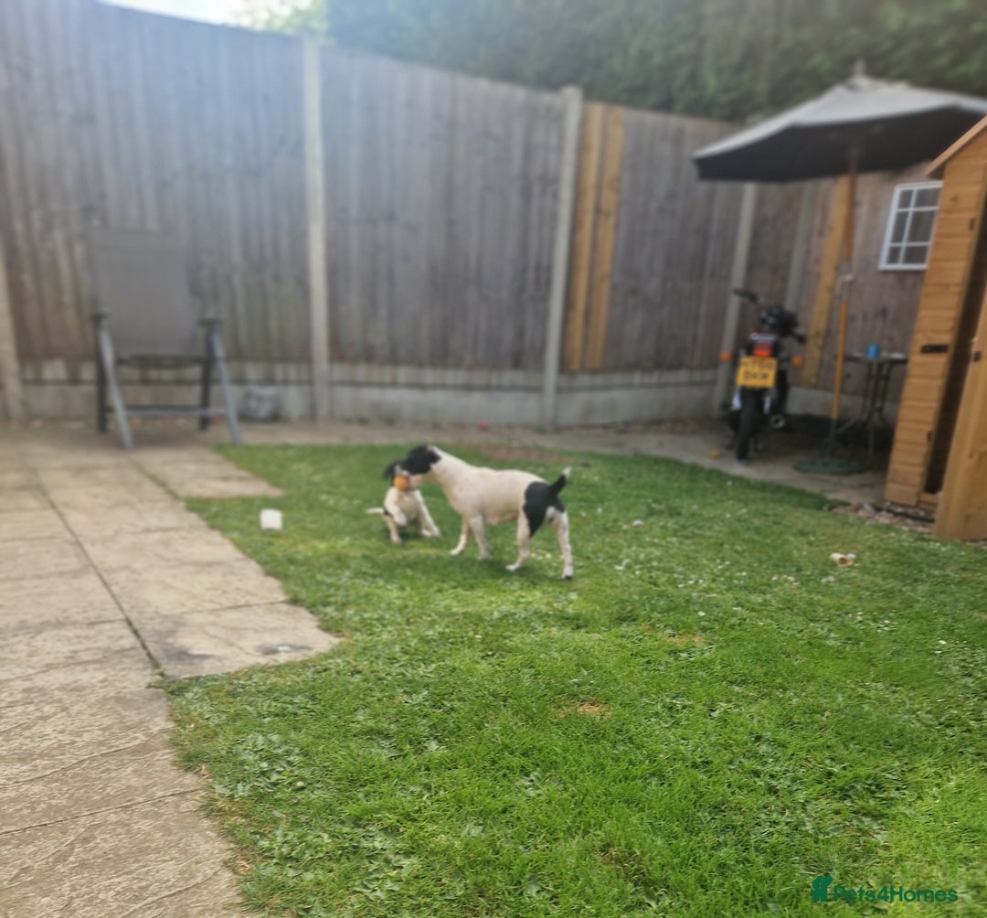 Jack Russell dogs for sale: 2 Jack russel pups in Maidstone - Image 12
