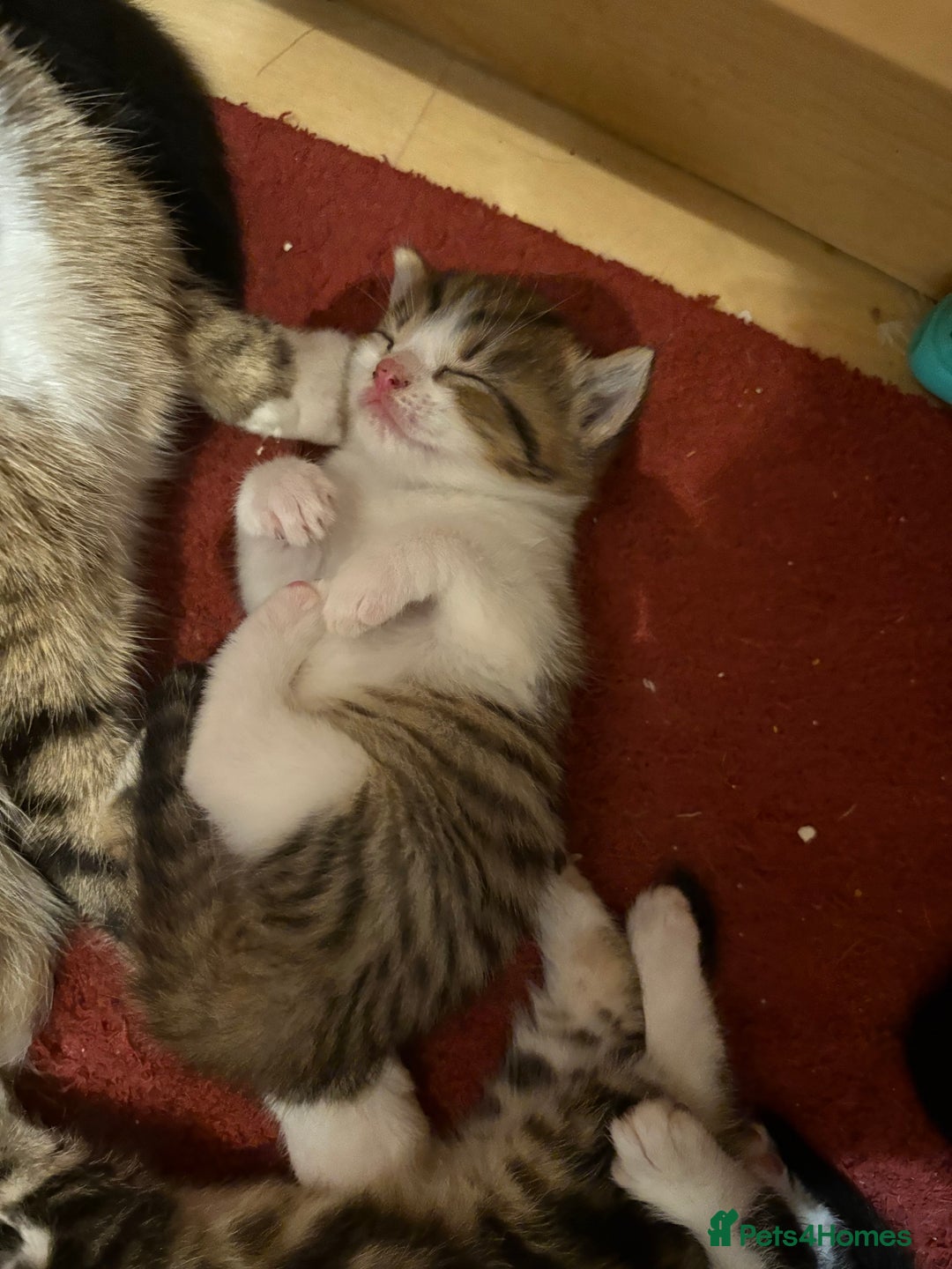 British Shorthair cats for sale: 11 SHORTHAIRED AND LONGHAIRED KITTENS - Image 5