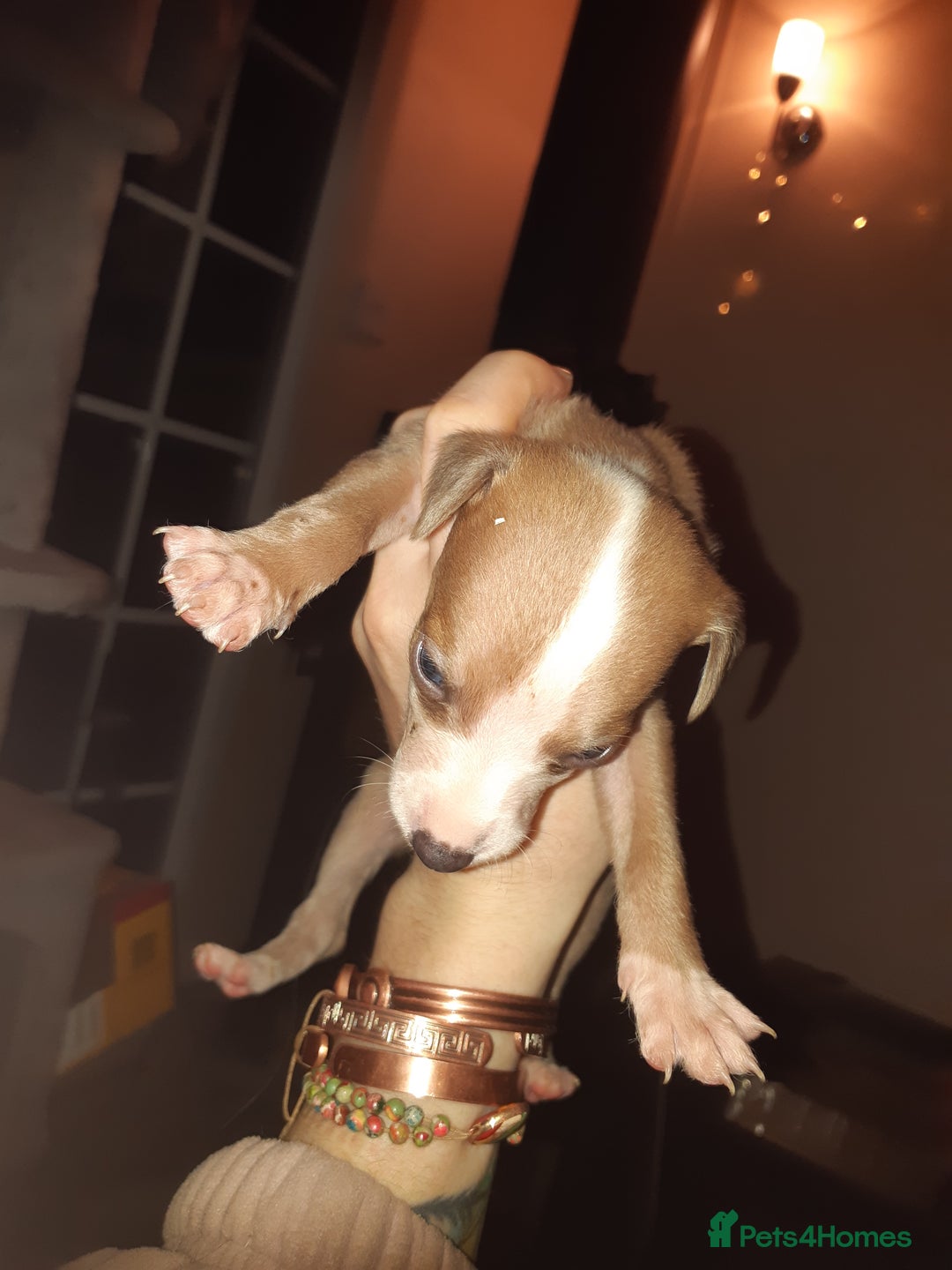 Whippet dogs for sale: Whippet Puppies - Advert 8