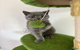 British Shorthair cats for sale: Chunky British Shorthair Kittens in Braintree - Image 17