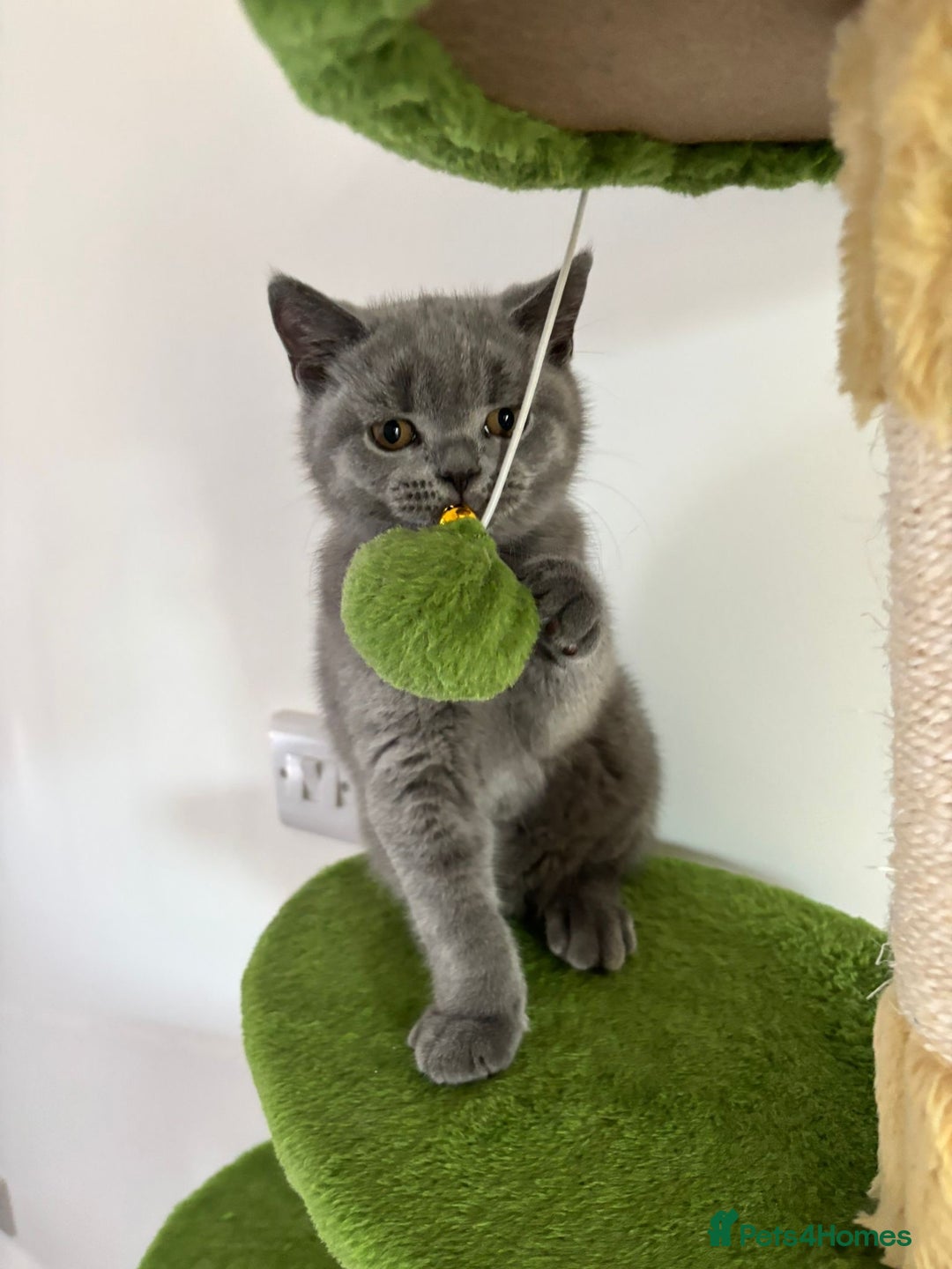 British Shorthair cats for sale: Chunky British Shorthair Kittens in Braintree - Image 17