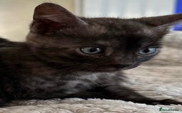 Bengal cats for sale: World Championship Kittens  - Image 1