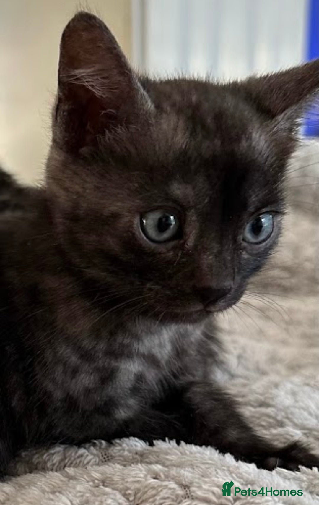 Bengal cats for sale: World Championship Kittens  - Image 1