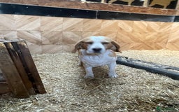 Beagle dogs for sale: 2 adult bitches and a 6 month tri boy - Image 4
