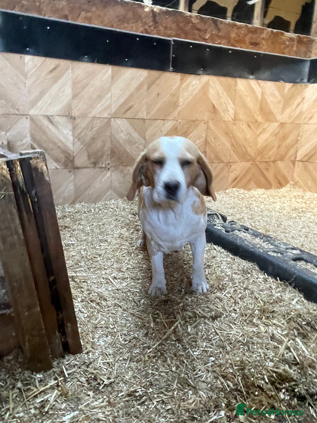 Beagle dogs for sale: 2 adult bitches and a 6 month tri boy - Image 4