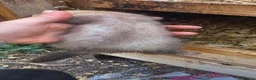 Ferret rodents for sale: Ferret kits for sale  - Advert 6