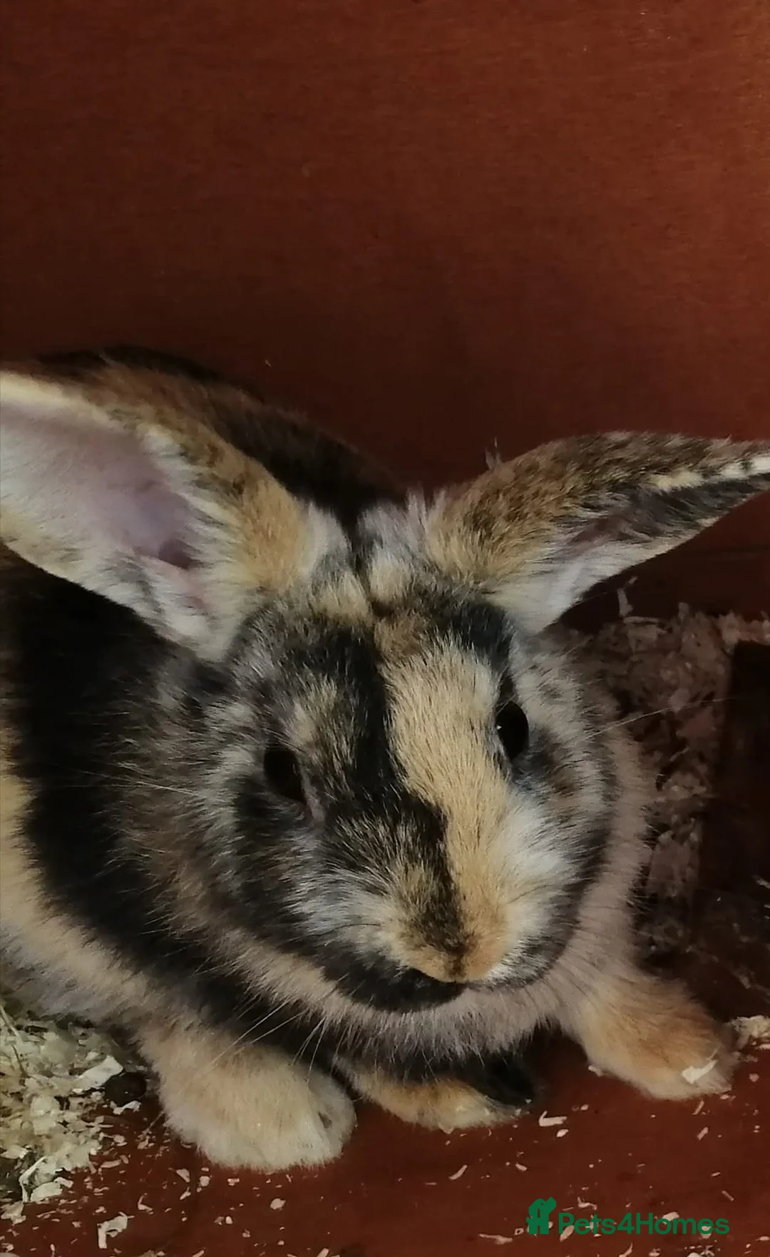 Mixed Breed rabbits for sale: Four female rabbits - Advert 1