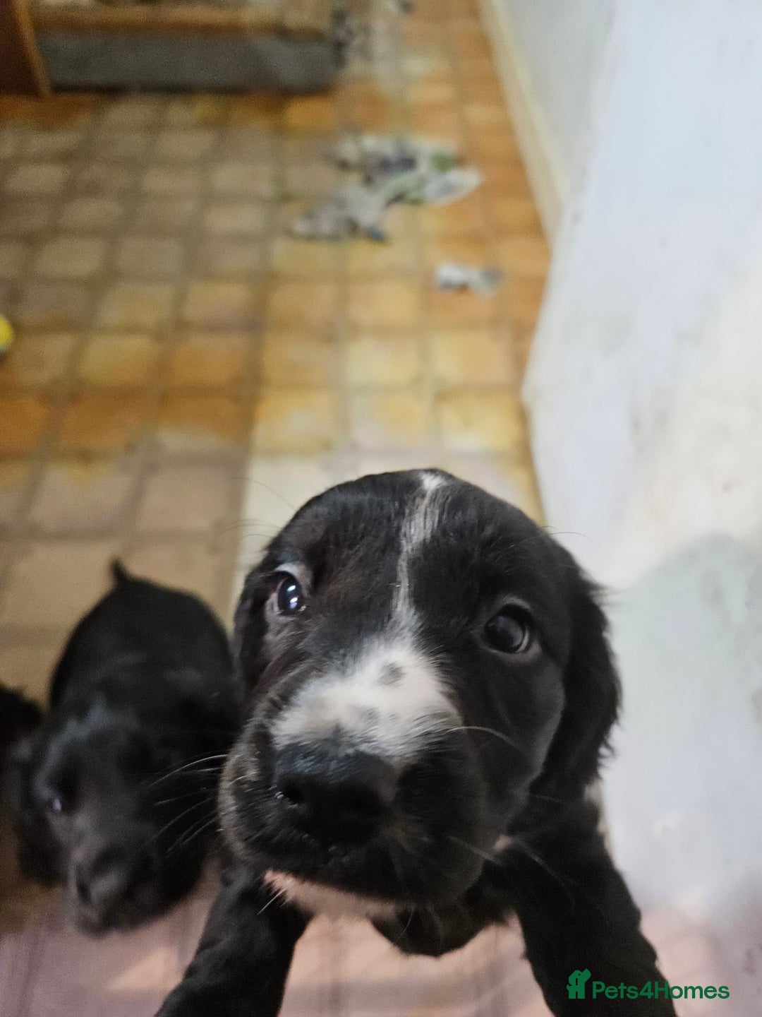 Cocker Spaniel dogs for sale: Cocker Spaniel pups - Advert 3