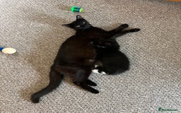 American Shorthair cats for sale: 1 little bean left from a litter of 5 - Image 10