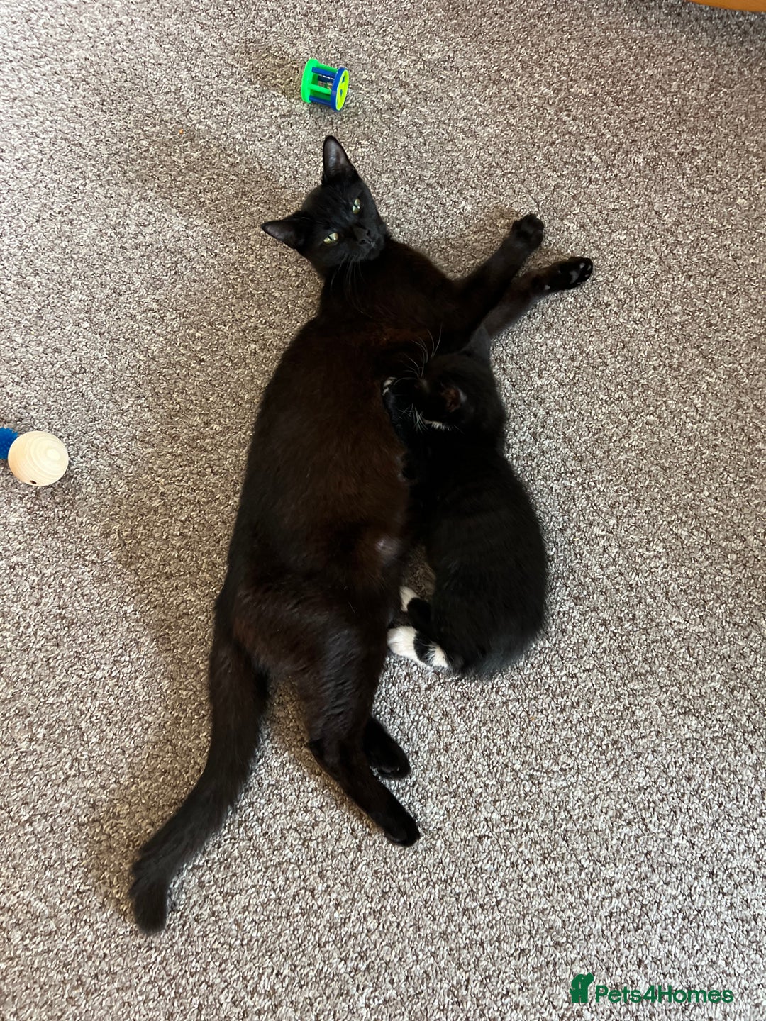American Shorthair cats for sale: 1 little bean left from a litter of 5 - Image 10