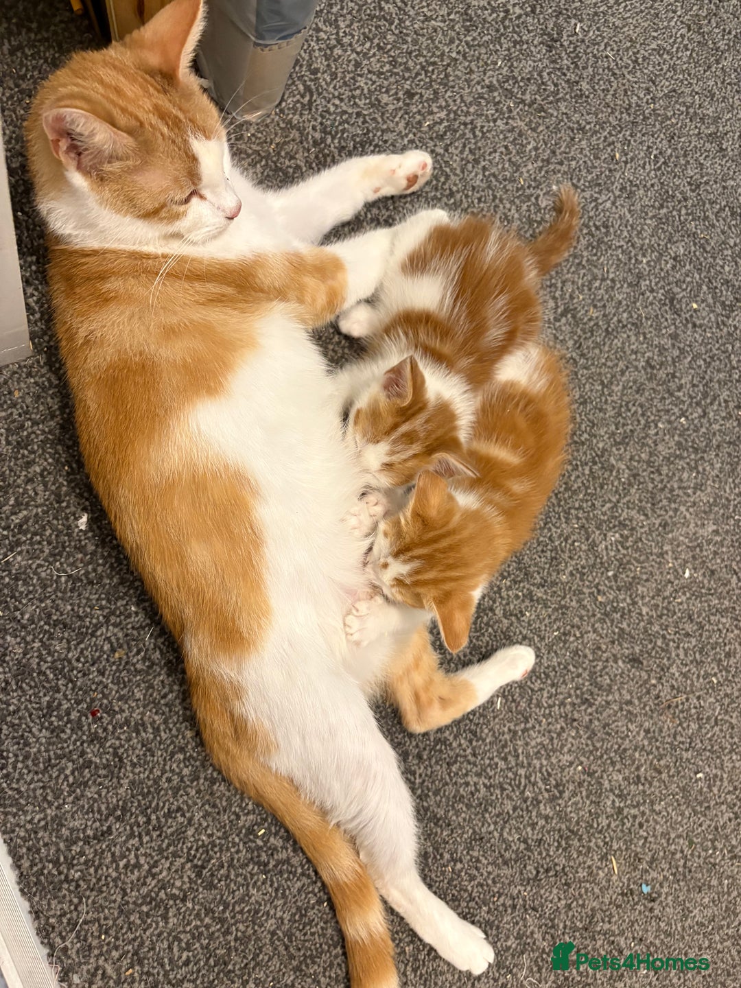 Mixed Breed cats for sale: 4 male kittens - Advert 4