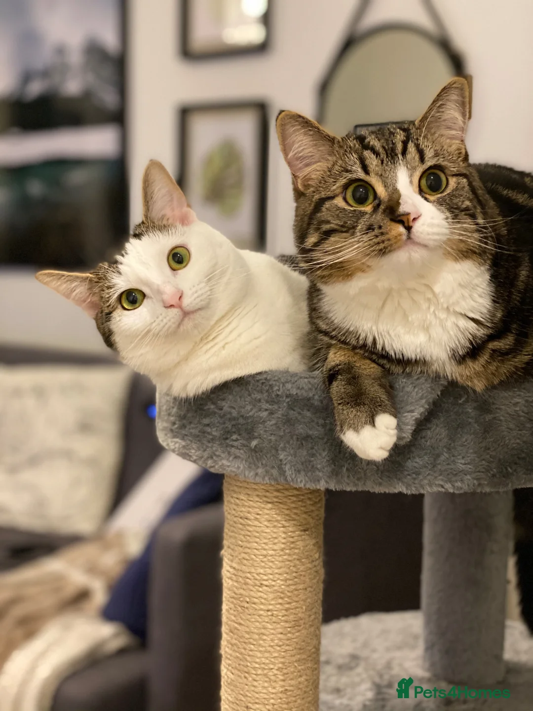 Mixed Breed cats for sale: Gizmo and Luna (twins) in Loughborough - Advert 1