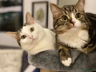 Mixed Breed cats Gizmo and Luna (twins) - Advert 1