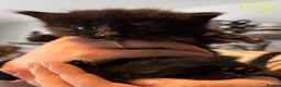 Mixed Breed cats for sale: 3 Beautiful Kittens - Advert 4