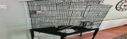 Budgerigars birds for sale: Bird Cages - Advert 7