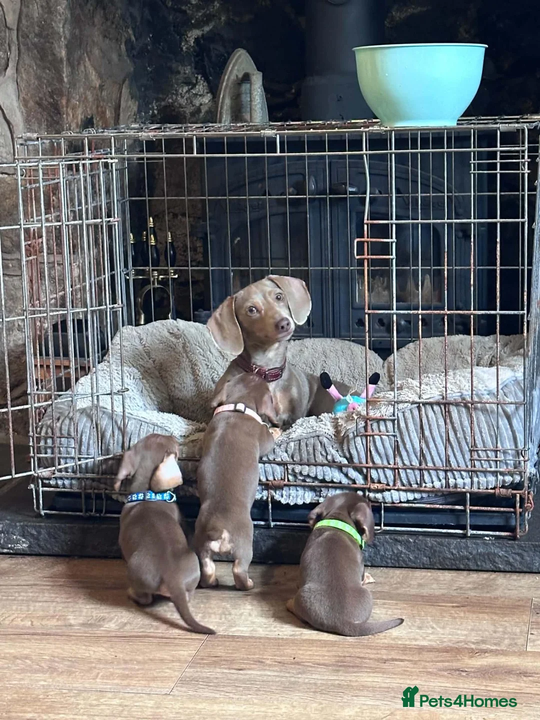 Miniature Dachshund dogs for sale: 4 gorgeous mini dachshund puppies  - Advert 10