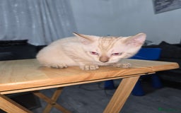 Bengal cats for sale: BLUE EYE SNOW BENGAL LYNC TICA ACTIVE - Image 26