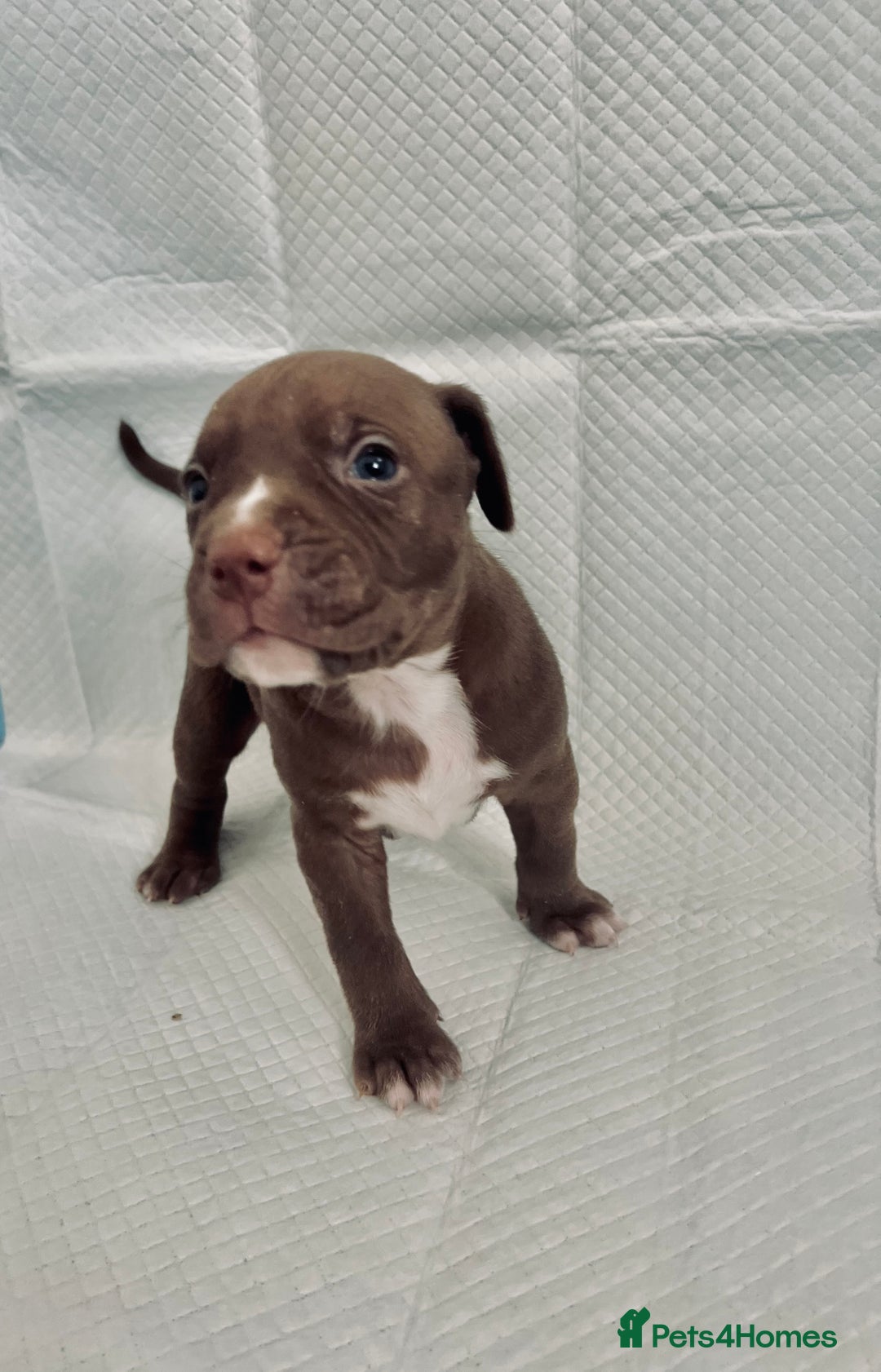 American Bully dogs for sale: 🐾 Medium Bully Puppies – Born 31.08.2025 –  - Image 6