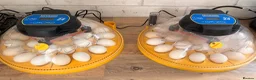 Chickens poultry for sale: Silkie chicks  in Wisbech - Advert 2