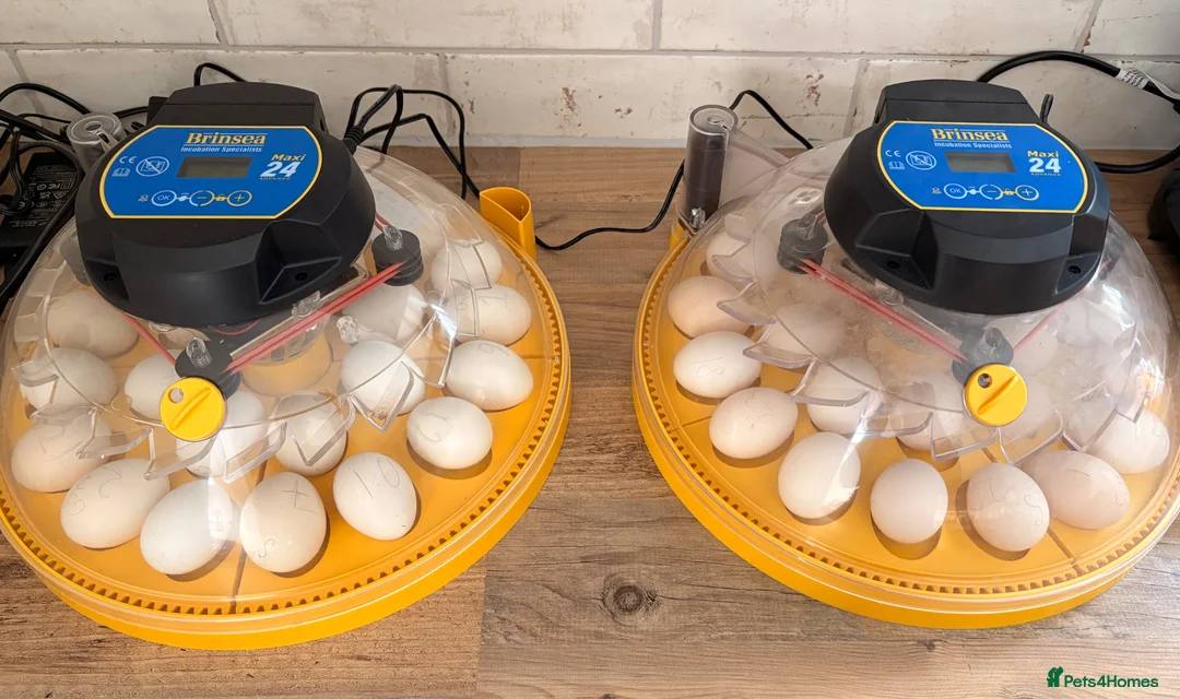 Chickens poultry for sale: Silkie chicks  in Wisbech - Advert 2