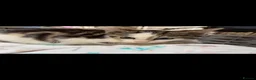 Mixed Breed cats for sale: Beautiful litter of kittens - Advert 6