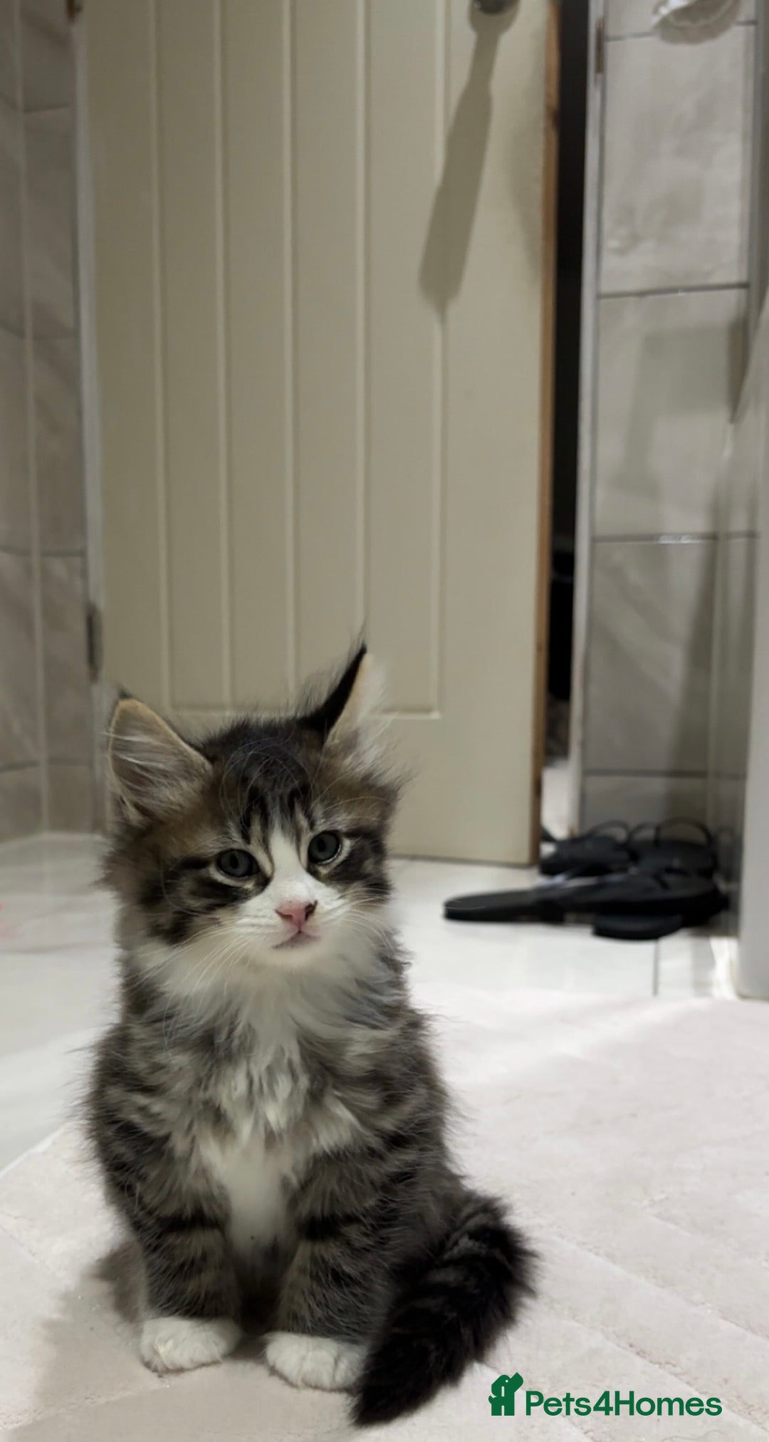 Abyssinian cats for sale: 6 Abyssinian & Tabby Kittens Available - Advert 13