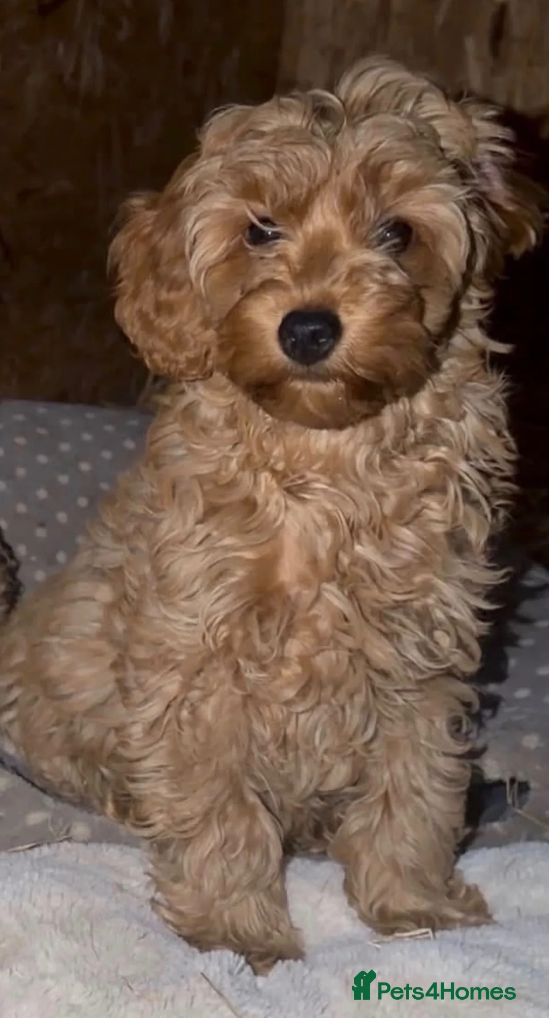 Cockapoo dogs for sale: Little girl looking for new postcode - Advert 3