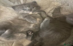 British Shorthair cats for sale: British blue cross Norwegian  - Image 3