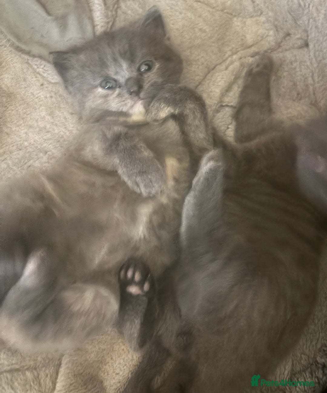 British Shorthair cats for sale: British blue cross Norwegian  - Image 3