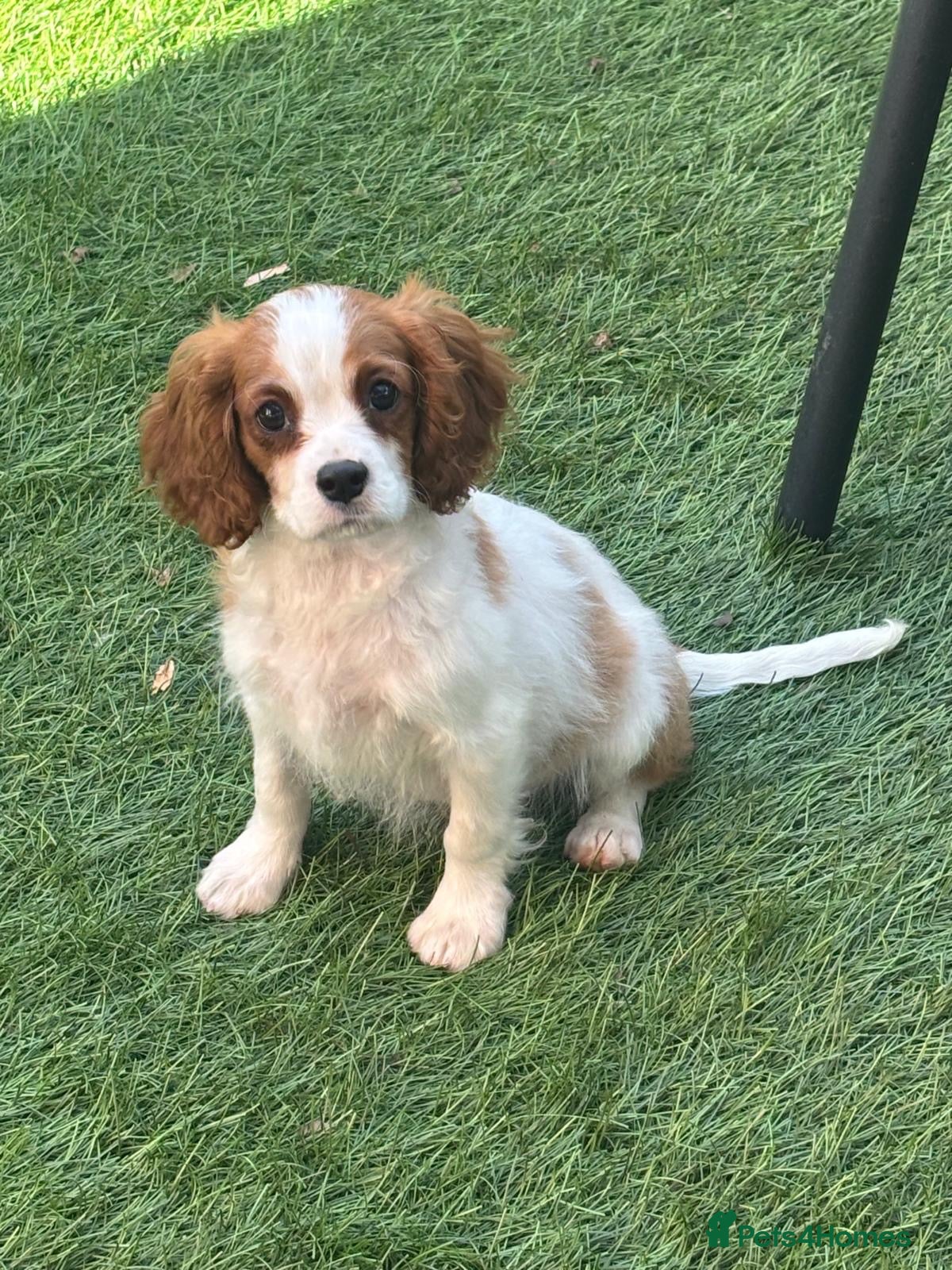 Cavapoo dogs Beautiful cavapoos  - Advert 4