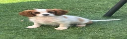 Cavapoo dogs for sale: Beautiful cavapoos  - Advert 1