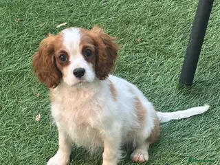 Cavapoo dogs Beautiful cavapoos - Advert 1